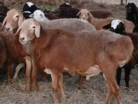 雄羊, Hissar sheep — 写真 2