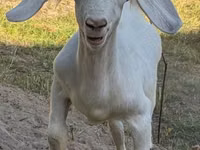 Boucs, Russian White goat — photo 1