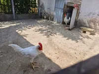 Leghorn — foto 2