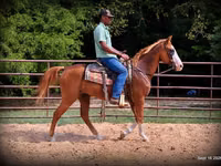 Caballo, American paint horse — foto 7