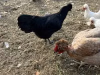 Chickens — photo 4