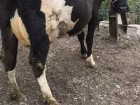 Sapi, Russian Black pied cattle — foto 5