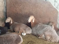 雌羊, Afghan Arabi sheep — 写真 4