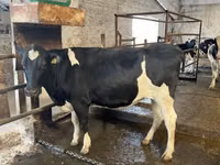 Sapi, Holstein breed — foto 7