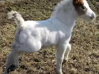 فرس, Miniature horse — الصورة 7