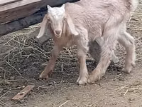 Kambing jantan, Damask goat — foto 2