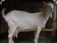 Cabro, Saanen goat — foto 5