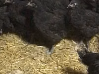 Chickens — الصورة 1