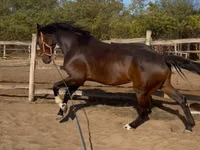 حصان, Hanoverian — الصورة 5