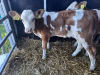 Banteng, Simmental cattle — foto 2