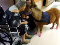 فرس, Miniature horse — الصورة 3