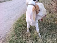 Kambing jantan, Boer goat — foto 4