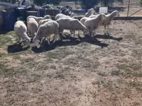 Widder, Ile-de-France sheep — Foto 2