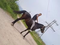 Cheval, Standardbred — photo 2
