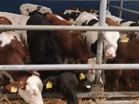 Bulle, Simmental cattle — Foto 4