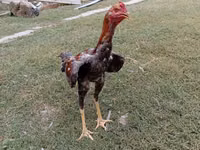 Chickens — photo 3