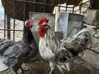 Australorp — Foto 1