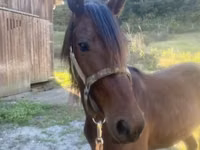 حصان, Rocky Mountain Horse — الصورة 2