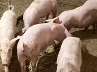 Babi betina — foto 2