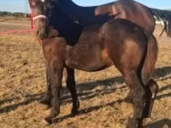 حصان, Percheron