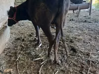 Toro, Ganado vacuno — foto 1