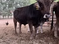 公牛, Brown Carpathian breed — 照片 1