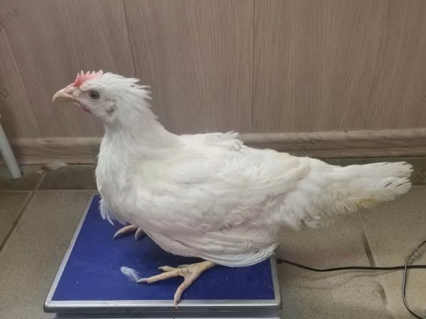 ISAブラウン