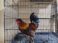 Bantam japonesa — foto 6