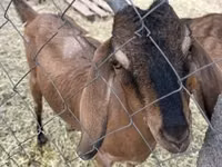 Chèvre, Nubian Goat — photo 2