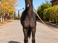 Jument, Akhal-Teke — photo 2
