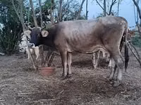 गाय, लाल-धब्बेदार नस्ल — फ़ोटो 2