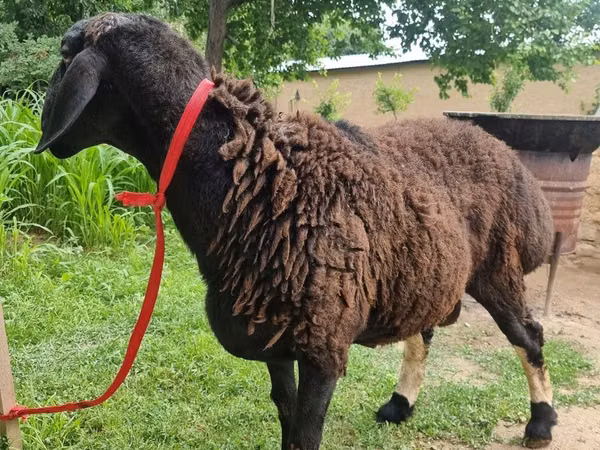 Widder, Blackheaded Persian sheep