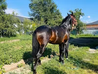Caballo, Swedish warmblood horse — foto 7