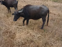 Vache, Buffle africain — photo 3
