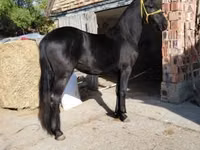 Caballo, Friesian — foto 3
