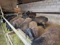 Domba jantan, Edilbay sheep — foto 1
