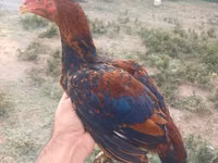 Chickens — Foto 4