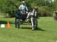 فرس, Lipizzaner — الصورة 5