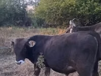 Toro, Raza carpatiana marrón — foto 3