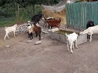 Ziegenbock, Pomellata goat — Foto 5