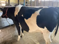 Vaca, Raza Holstein — foto 1