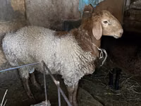 Bélier, Rhon sheep — photo 1