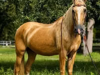 Cheval, Quarter Horse — photo 4