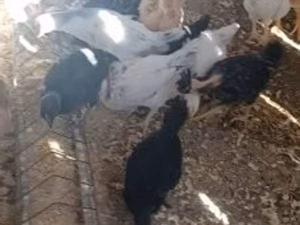 Ayam Cemani