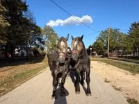 Caballo, Percheron — foto 6