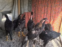 Chickens — 写真 4