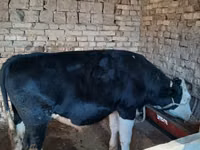 Toro, Russian Black pied cattle — foto 4