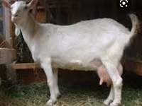 Cabro, Saanen goat — foto 3