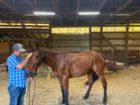 Caballo, Standardbred — foto 3