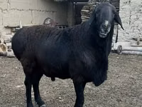 雄羊, Rhon sheep — 写真 1